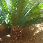 Eja *